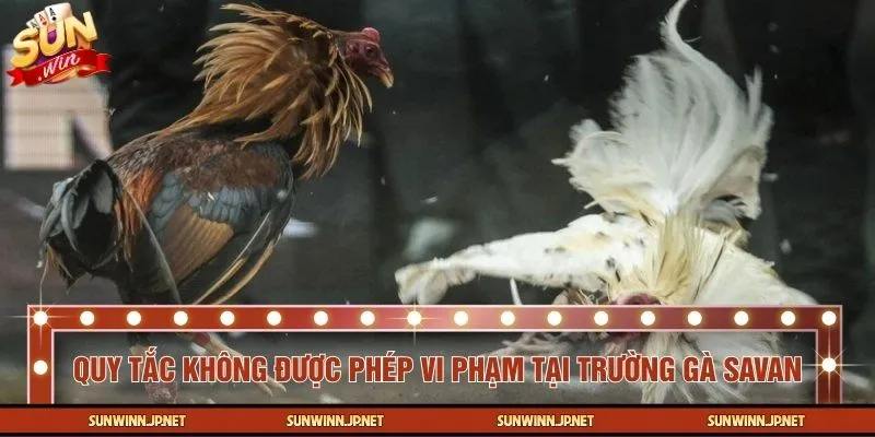 Danh mục hành vi bị cấm trong quá trình thi đấu đá gà Savan